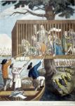RWf18ds - Boston's Liberty Tree - Anti tax print showing tories in cage up a Liberty tree
