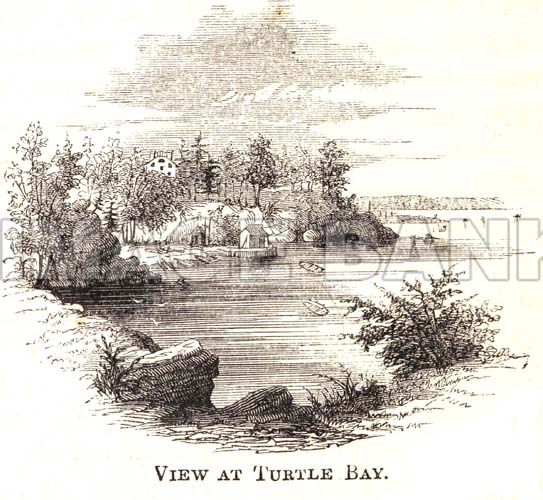 RWf96d_Turtle_Bay